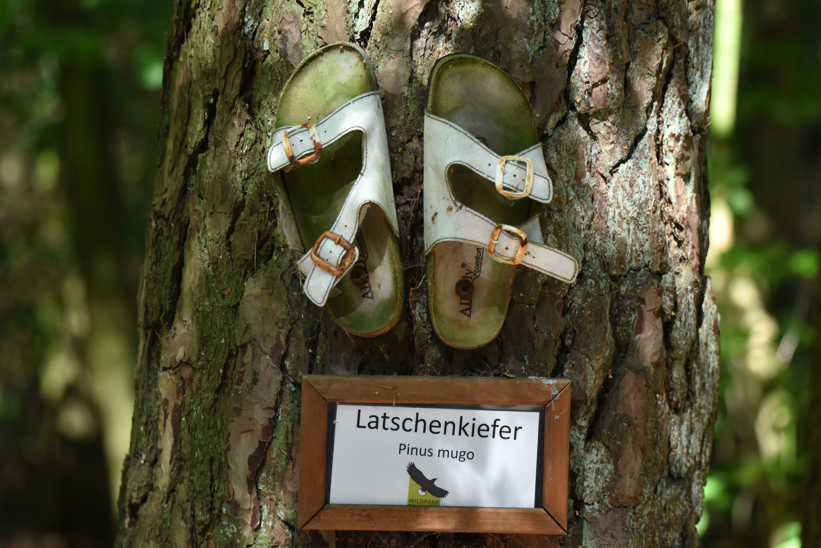 Latschenkiefer (Pinus mugo)