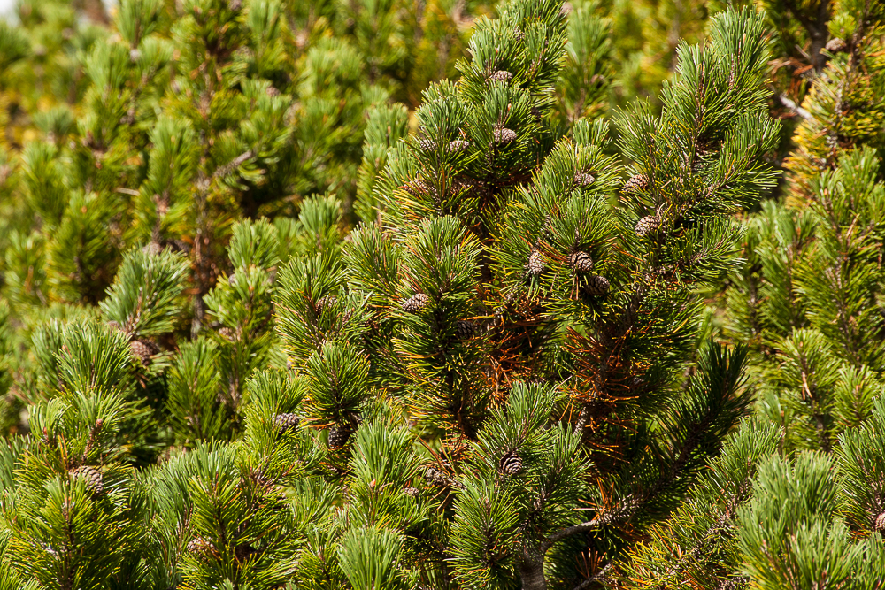 Latschenkieferernte im Sarntal