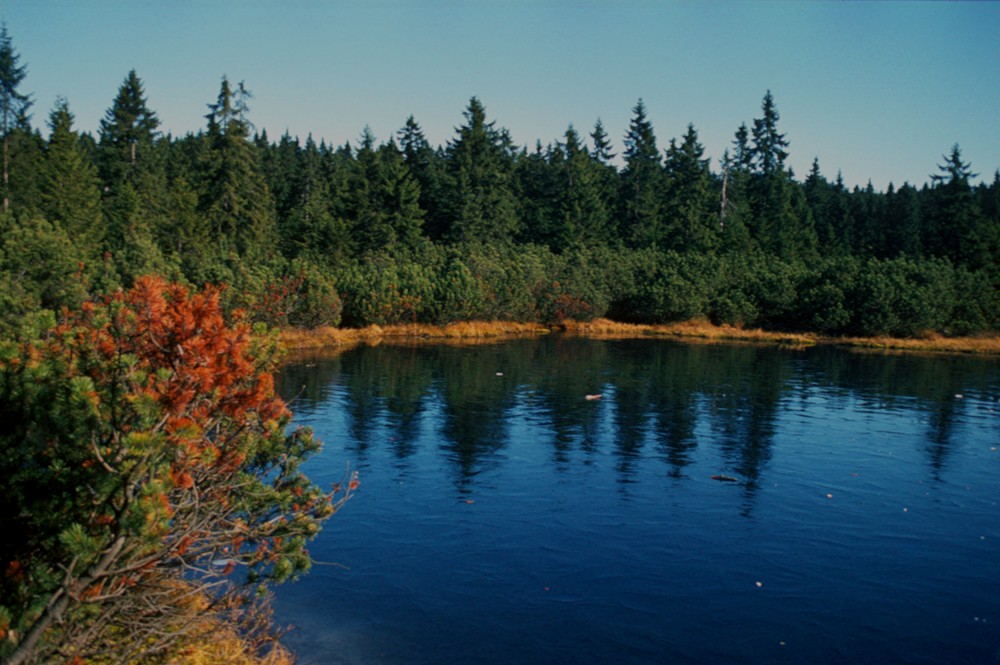 Latschensee im Bayerischen Wald