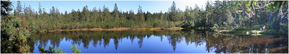 Latschensee im Latschenfilz (Nationalpark Bayerischer Wald)