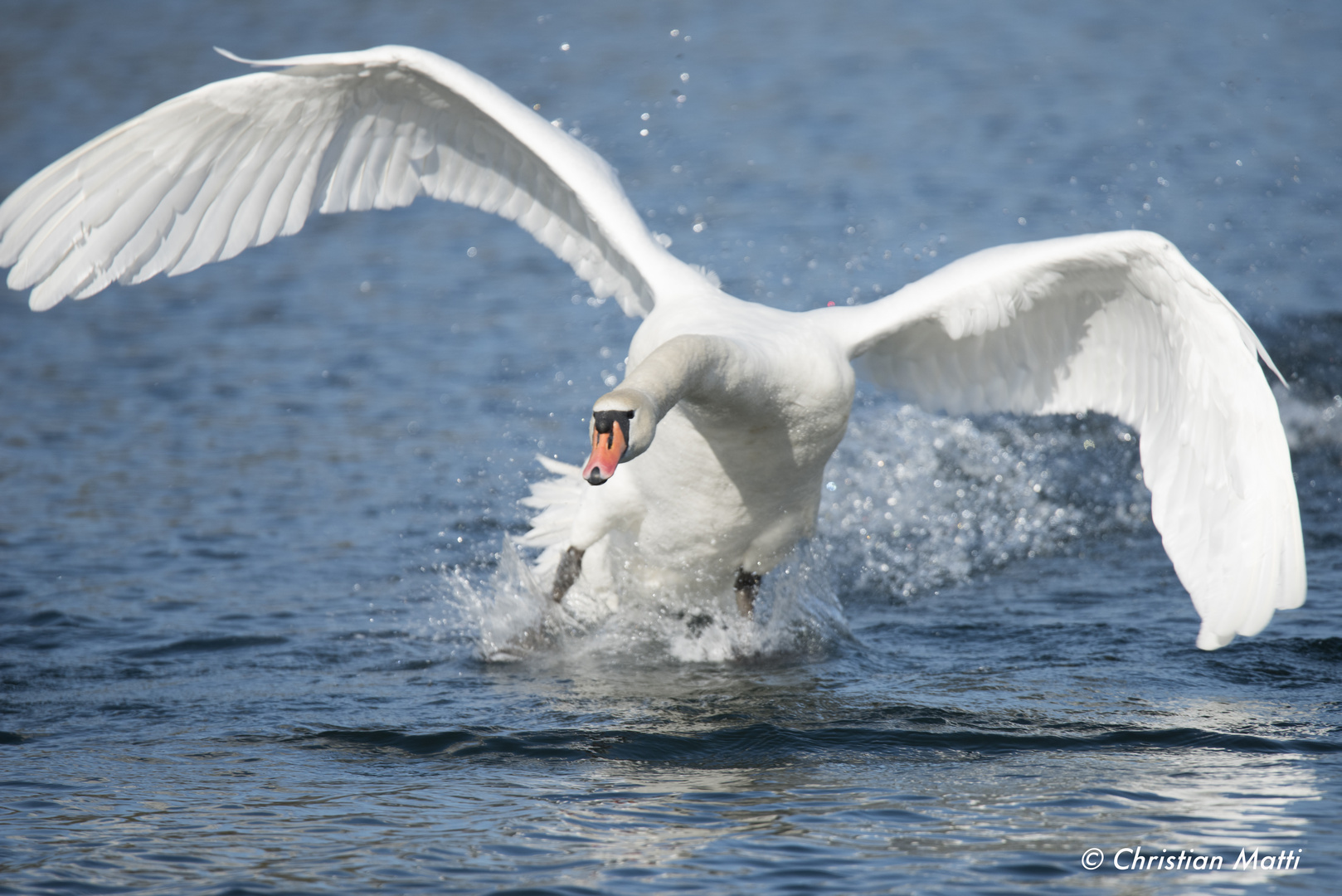 L'attaque du Cygne