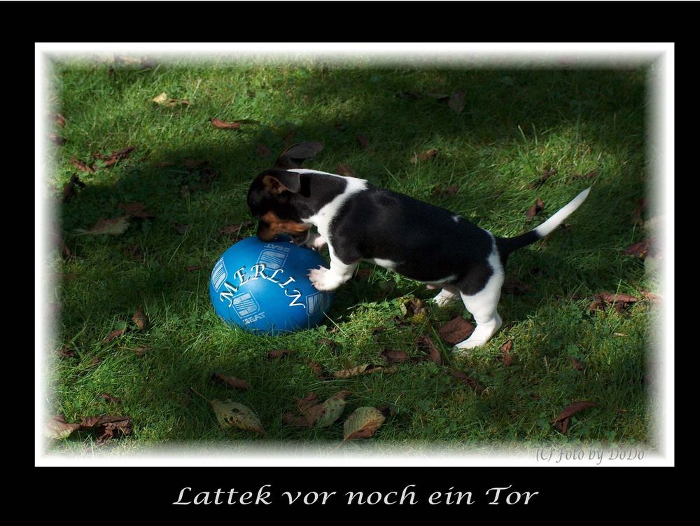 Lattek vor ...noch ein Tor !