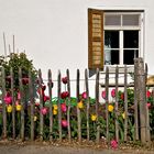 Lattenzaun mit Tulpen