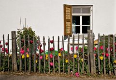 Lattenzaun mit Tulpen