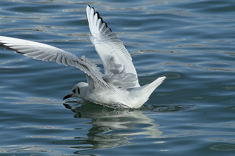 L'atterrissage de la mouette