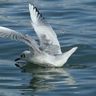 L'atterrissage de la mouette