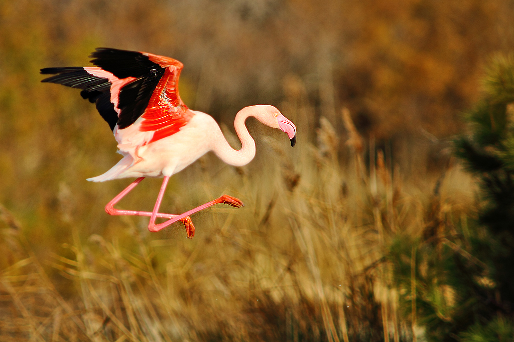 L'atterrissage du flamand rose