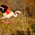 L'atterrissage du flamand rose