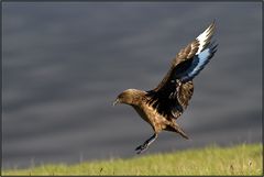 L'atterrissage du grand labbe