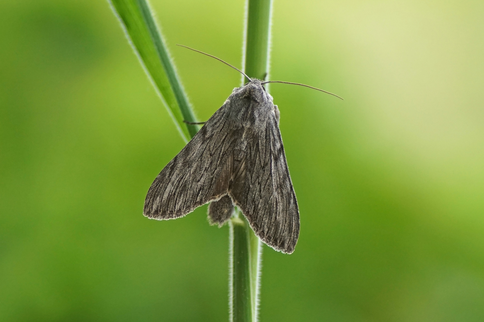 Lattich-Mönch (Cucullia lactucae) (Zuchtfalter)