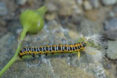 Lattich – Mönch: Irrtum an der Gänsedisel?