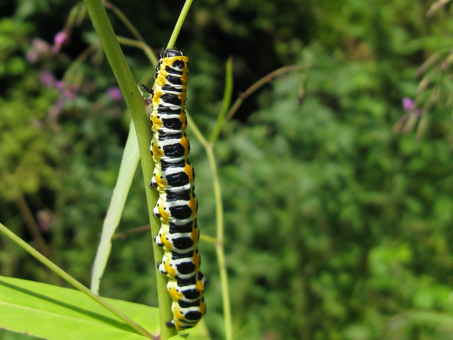 Lattichmönch  (Cucullia lactucae)