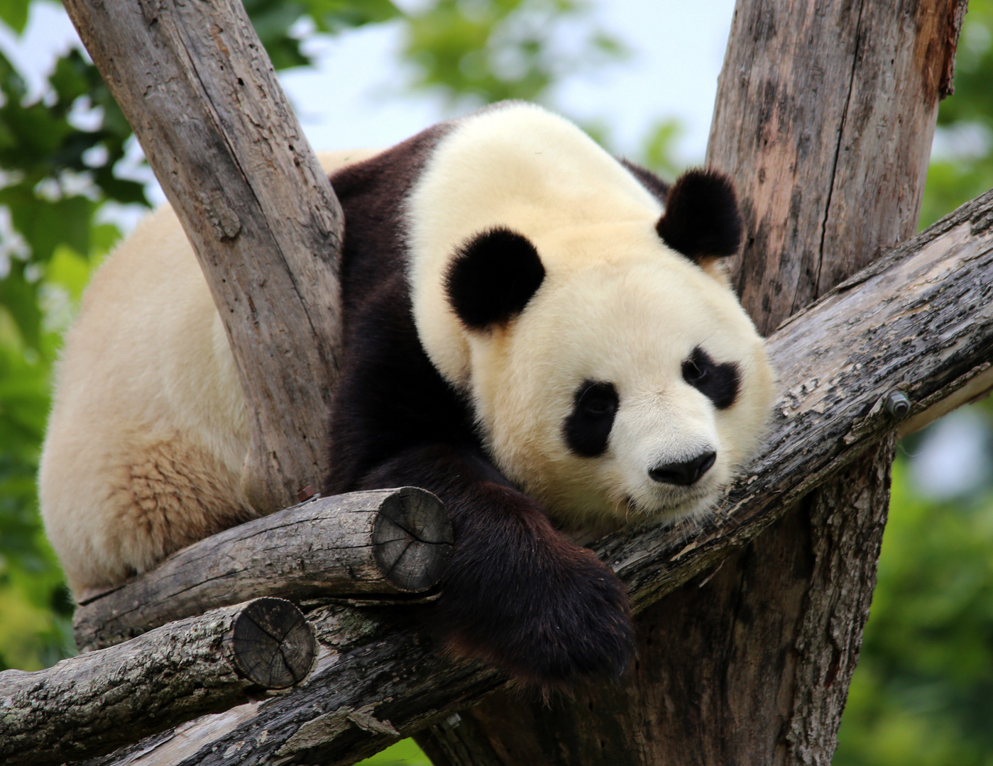 l’attraction du zoo ! 