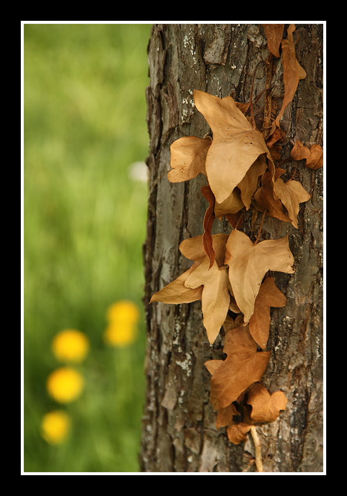 Laub an Baum