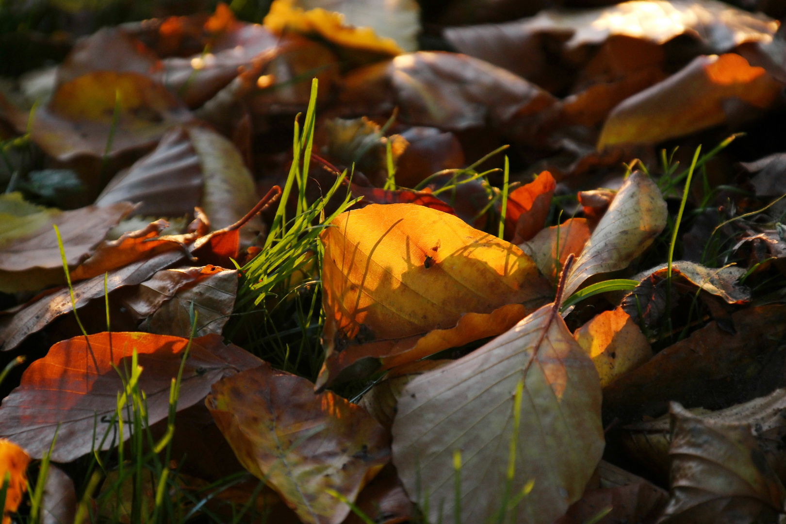 Laub auf dem Boden beim herbstlichen Sonnenuntergang