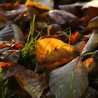 Laub auf dem Boden beim herbstlichen Sonnenuntergang