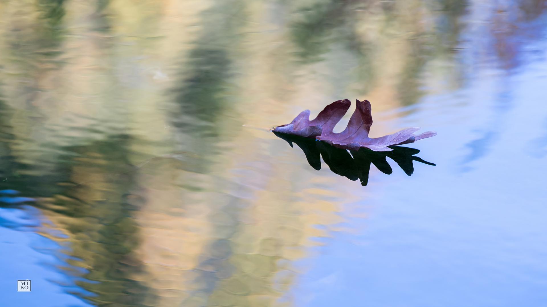 Laub auf dem Wasser