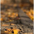 Laub auf dem Weg im Park