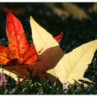 Laub auf Nachbar's Hecke....