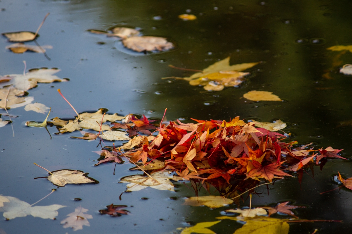 Laub auf Wasser