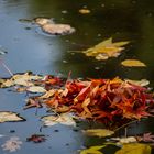 Laub auf Wasser