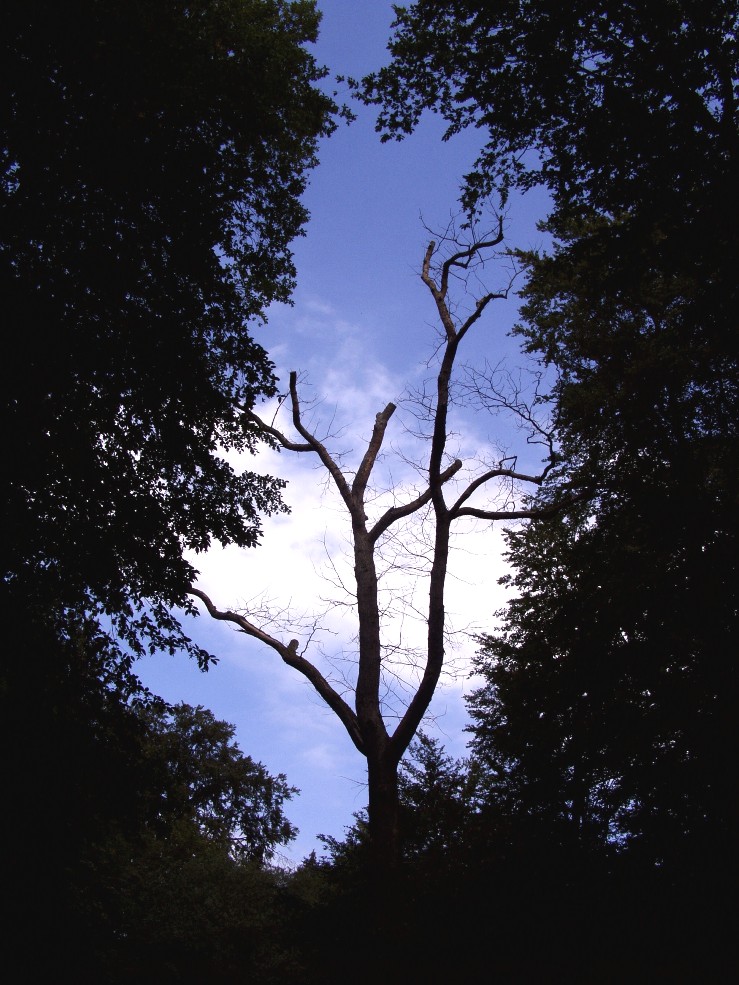 Laub-Baum