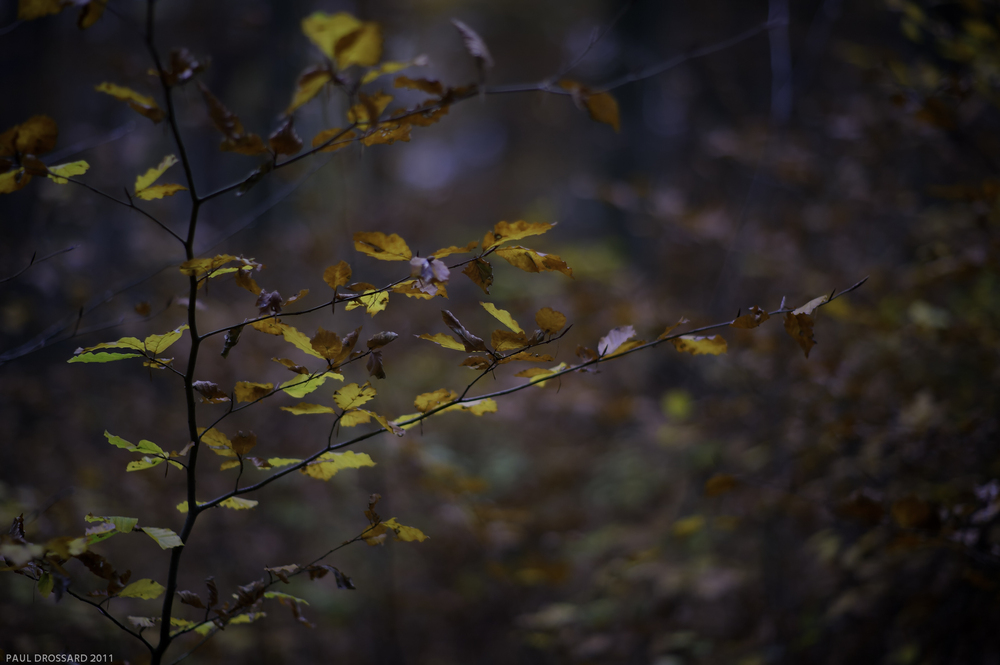 Laub Bokeh