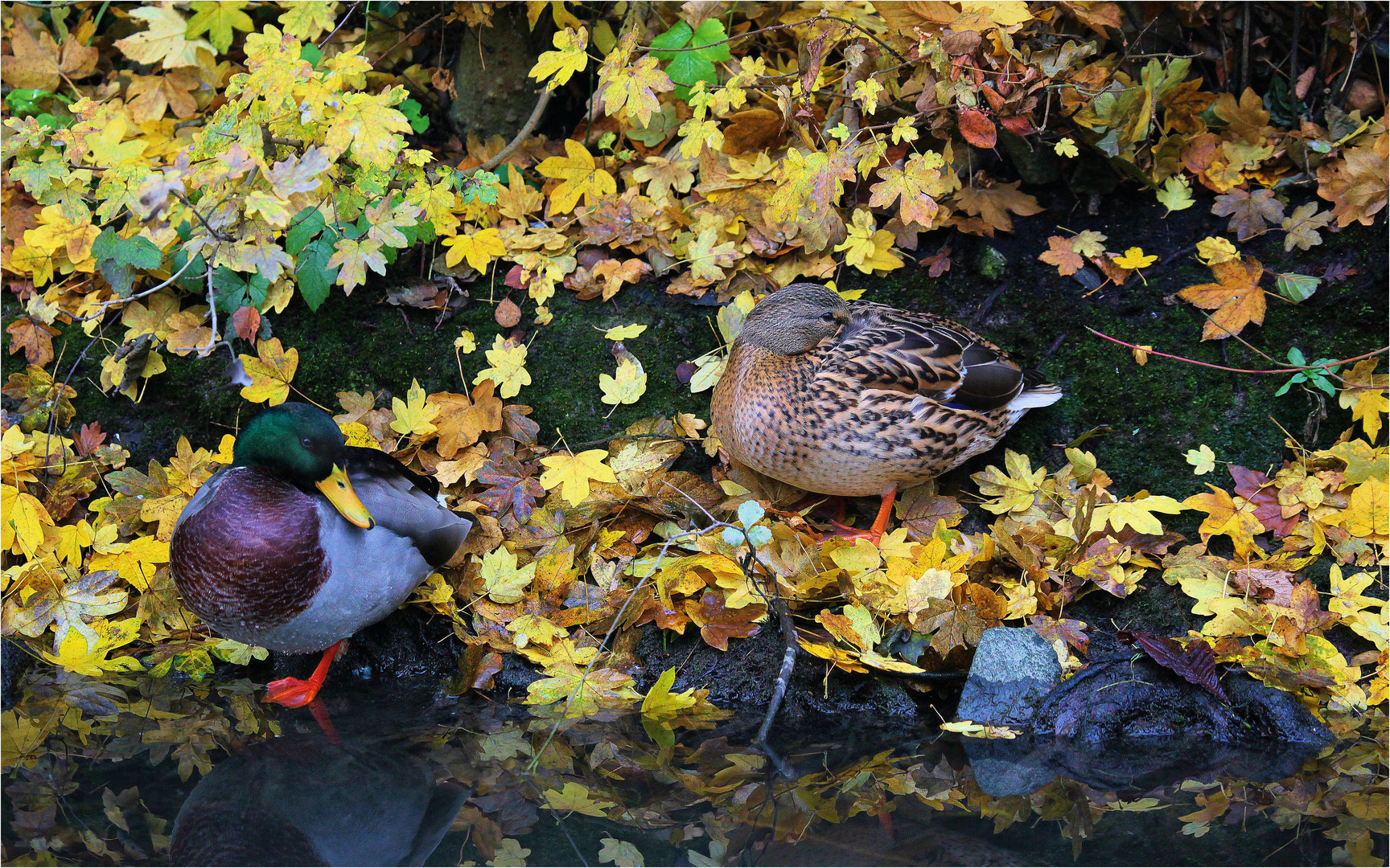 "laub"-enten...