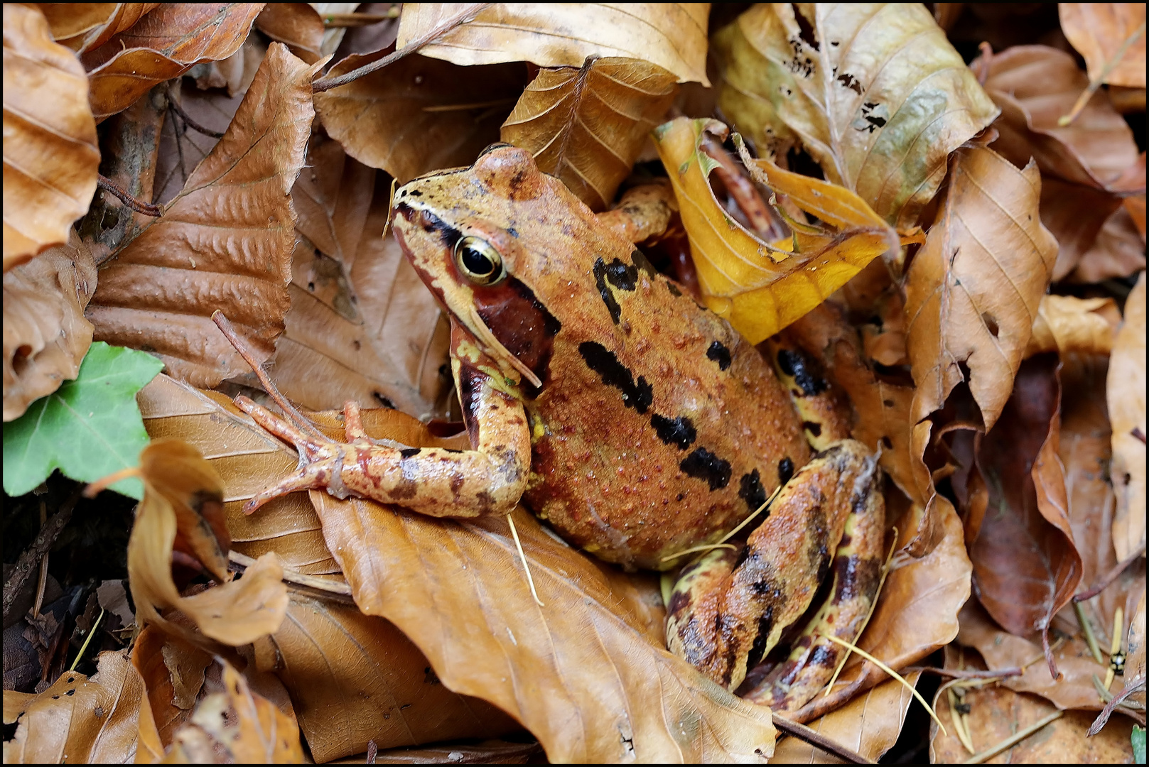 LAUB-FROSCH