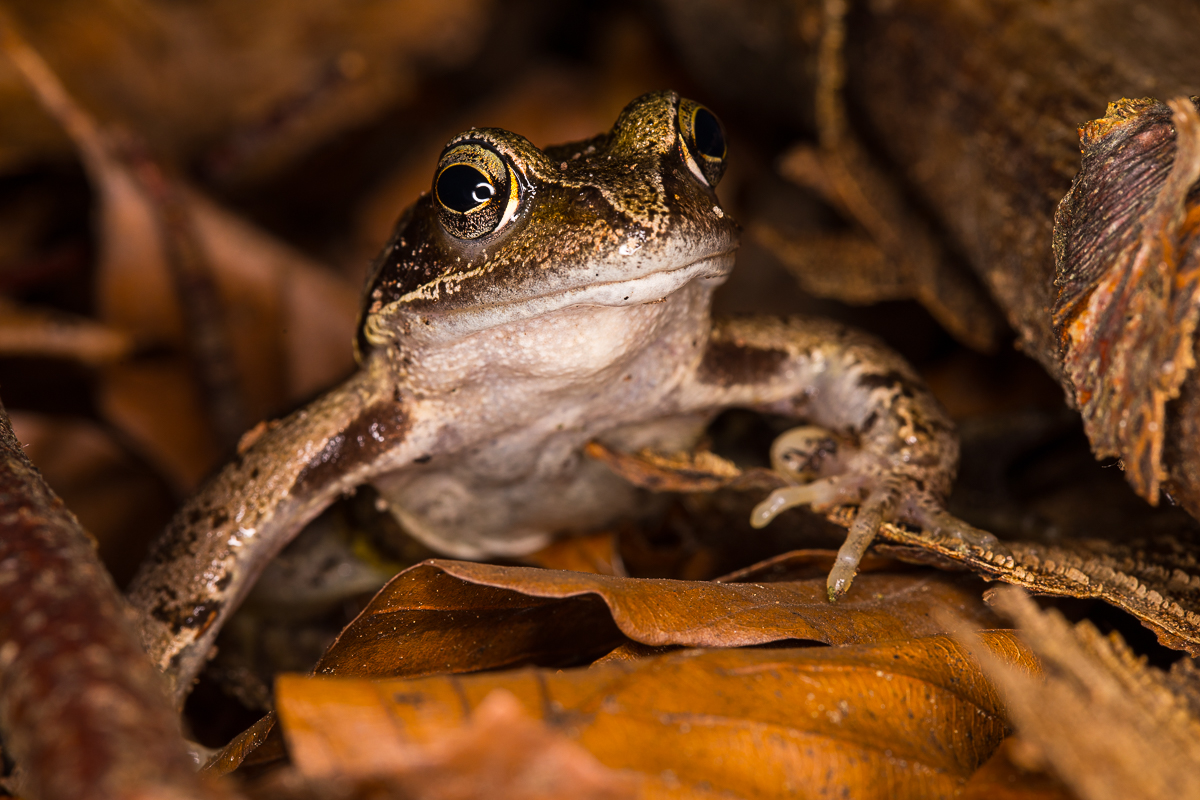 Laub & Frosch = Laubfrosch ;-)