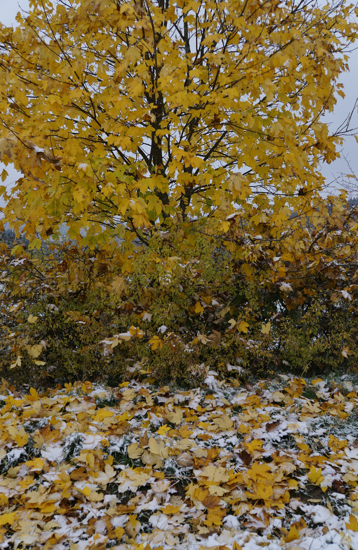 Laub: Herbst-Winter_03