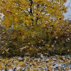 Laub: Herbst-Winter_03