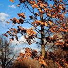 Laub im Frühling