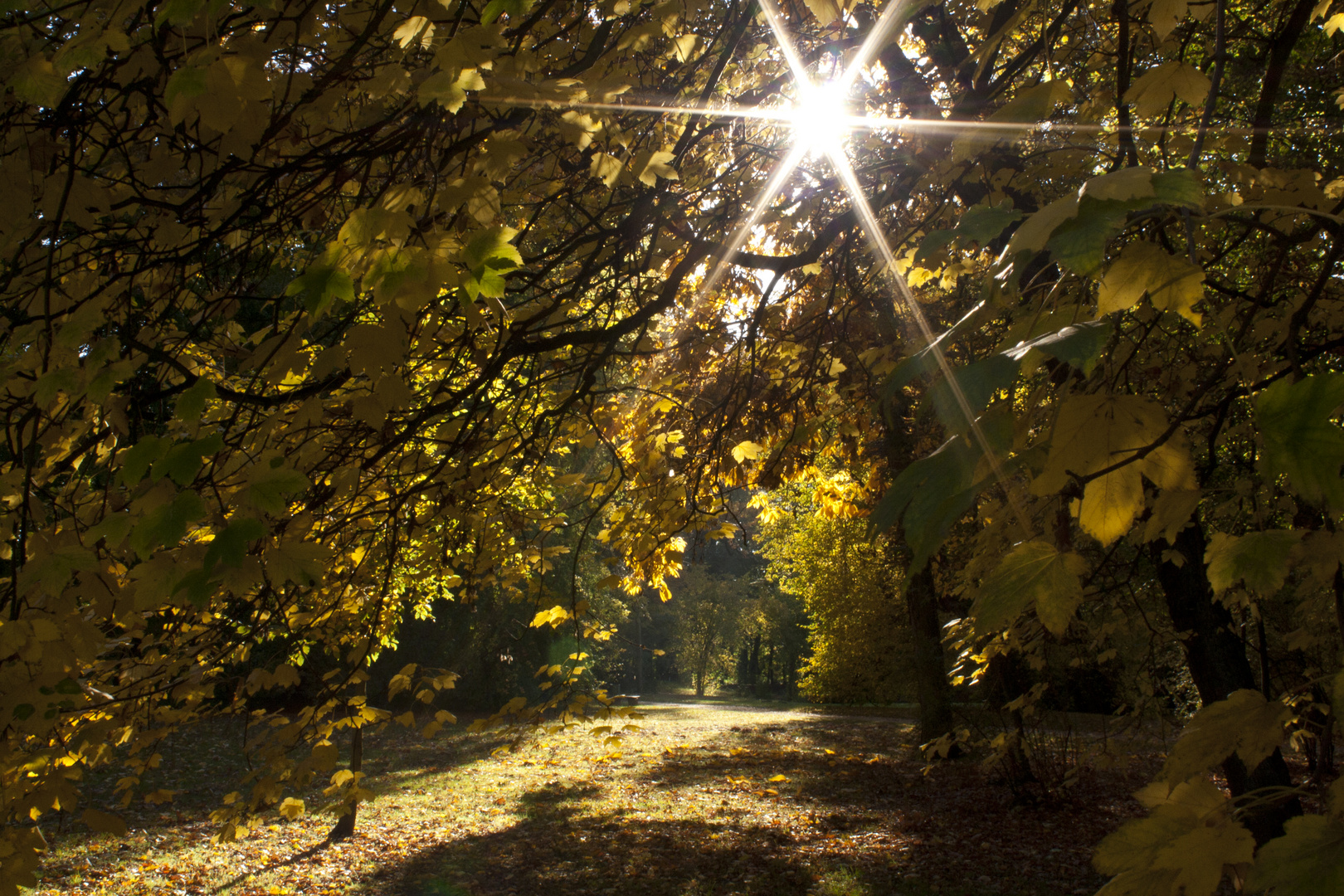 Laub im Gegenlicht