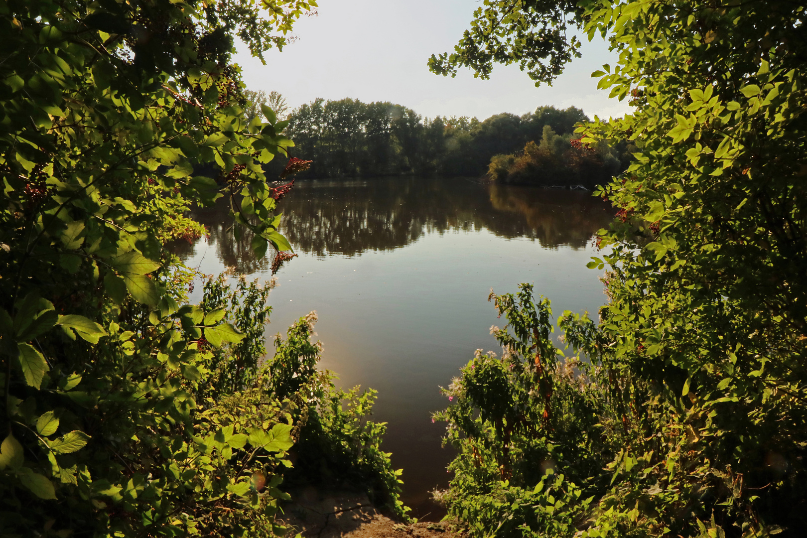 Laub im Gegenlicht