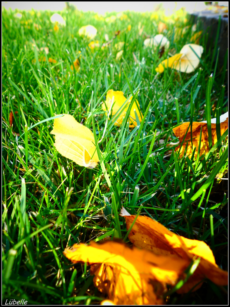 Laub im Gras