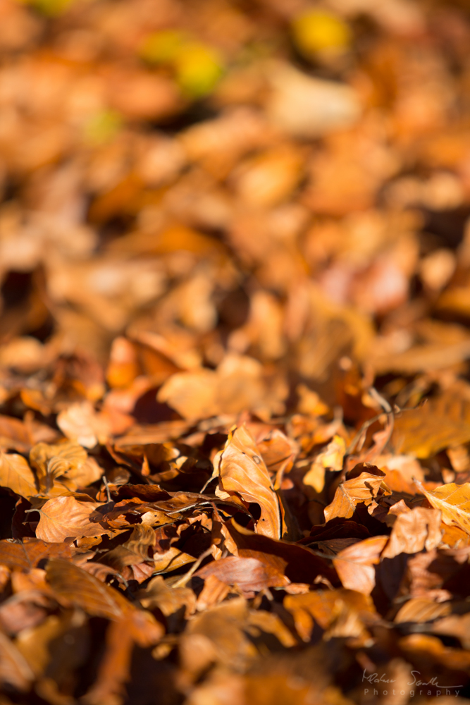 Laub im Herbst