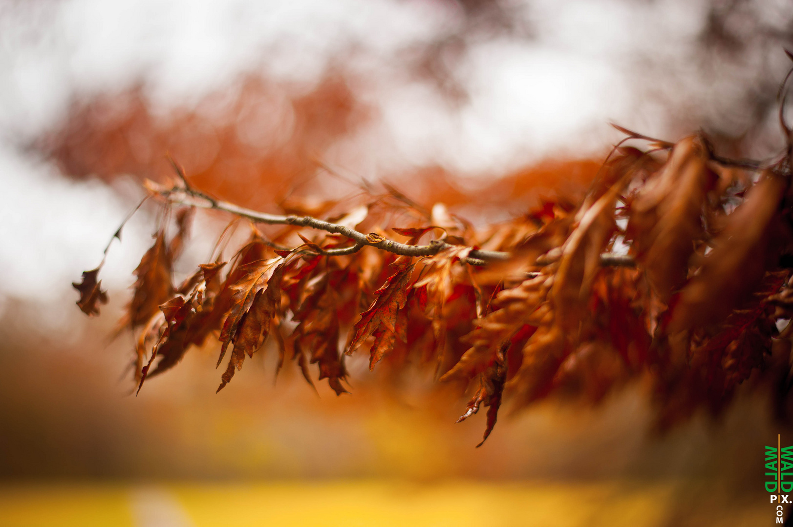 Laub im Herbst