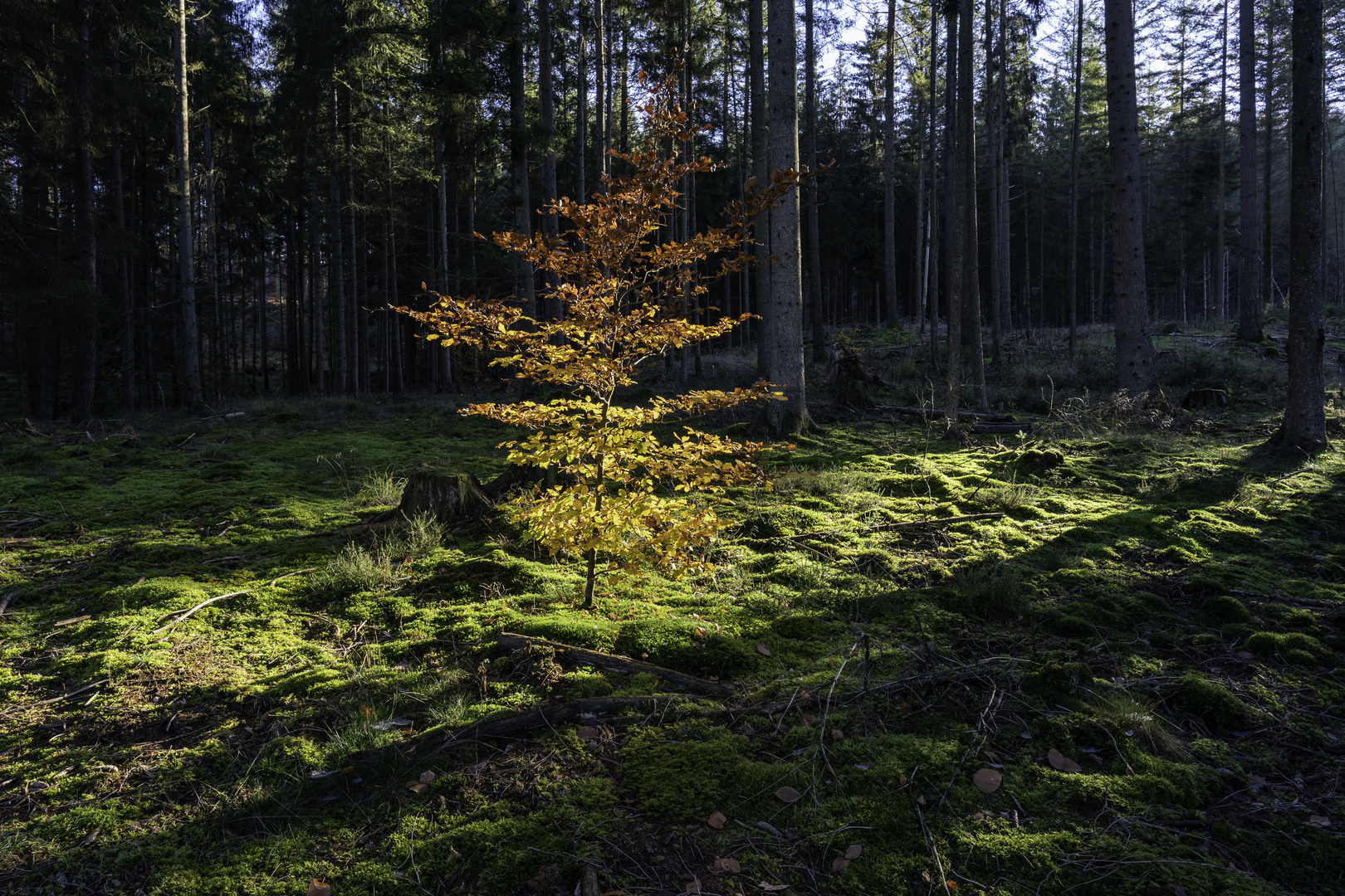 Laub im Licht