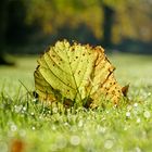 Laub im Novembertau