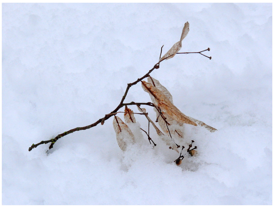 Laub im Schnee