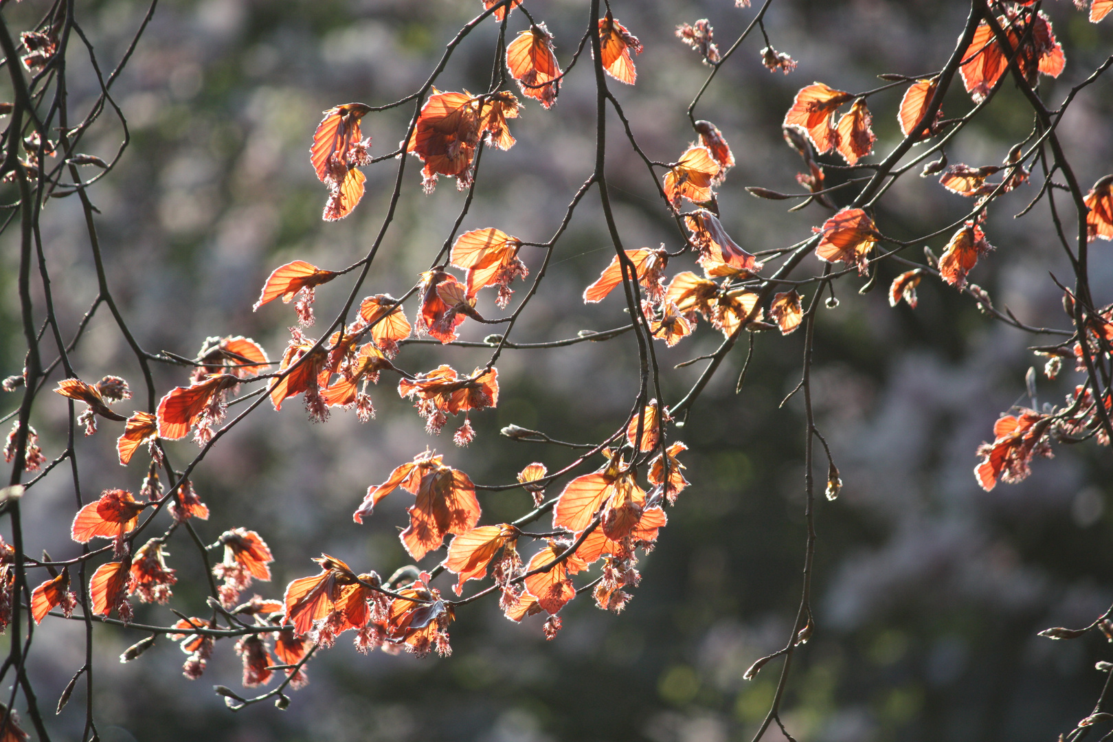 Laub im Sonnenlicht