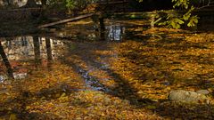 Laub im Teich