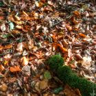 Laub im Wald