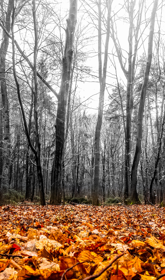 Laub im Wald