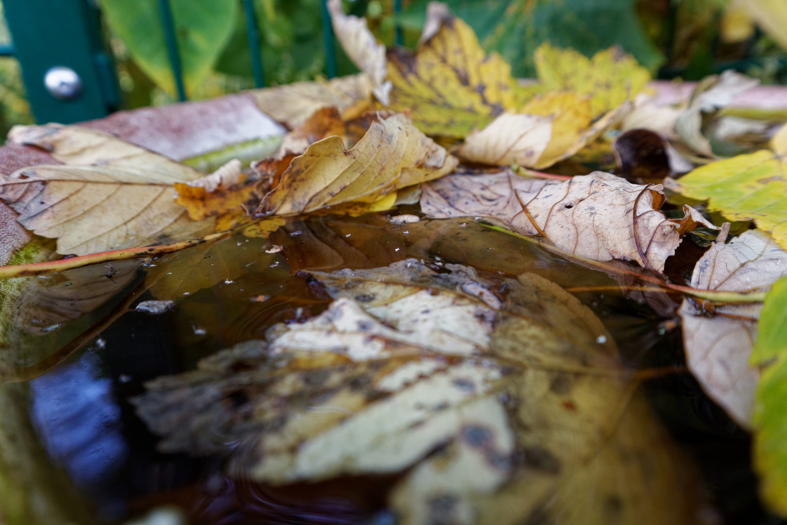 Laub im Wasser