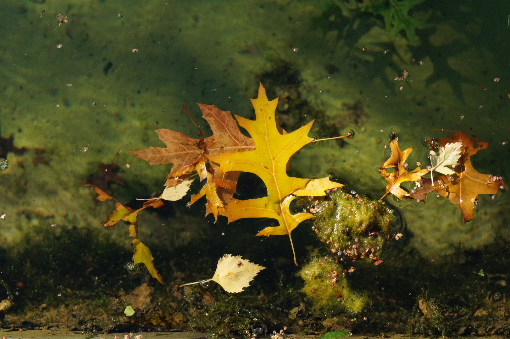 Laub im Wasser