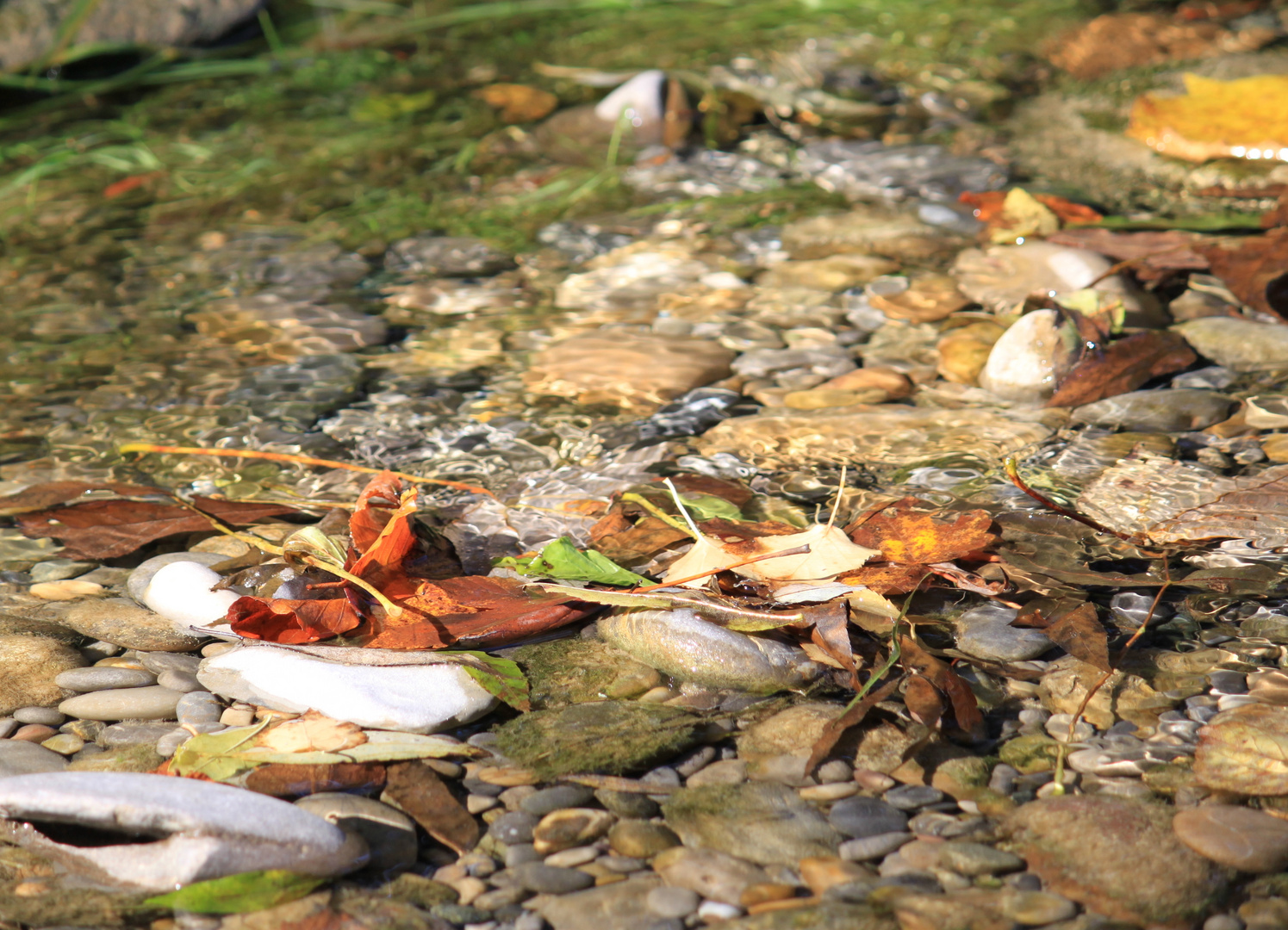 Laub im Wasser