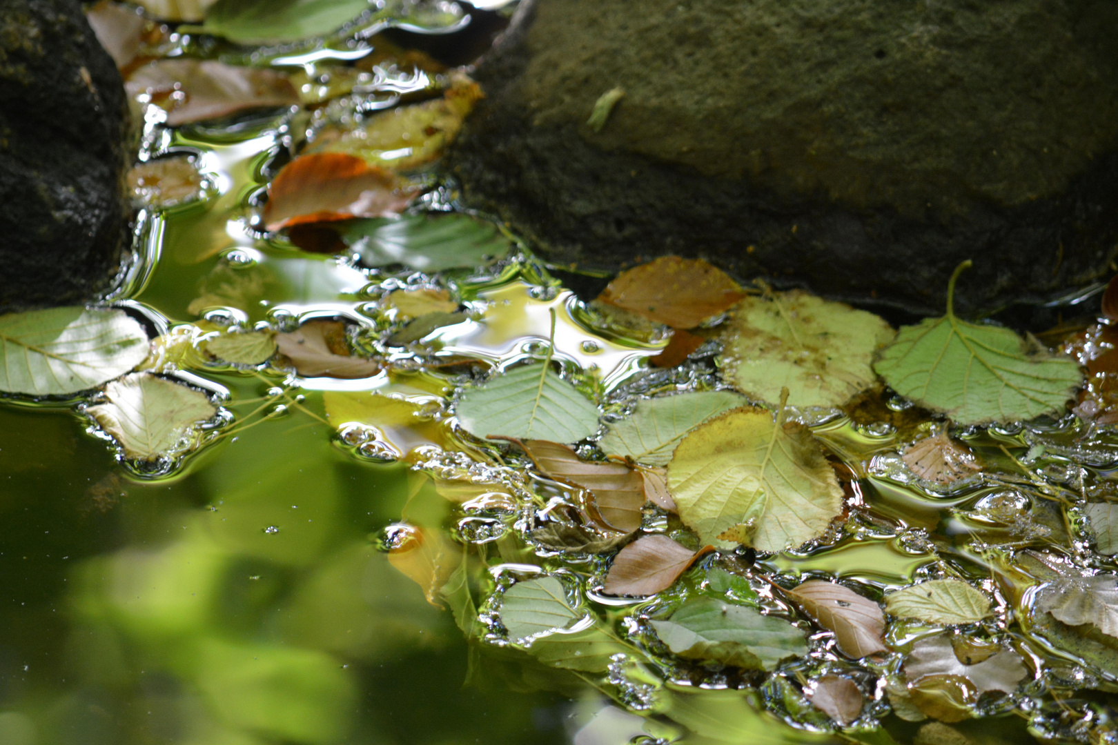 Laub im Wasser