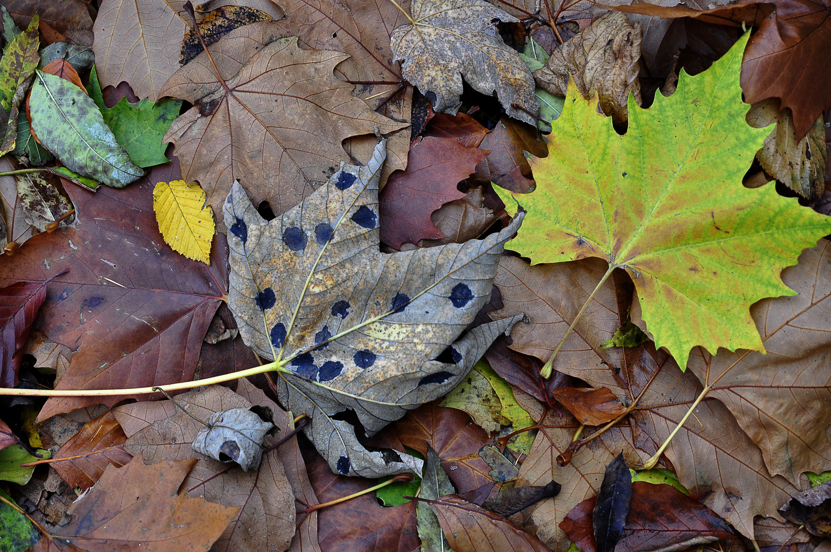 Laub-Mosaik